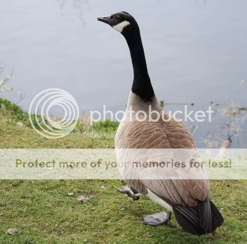 duck.jpg
