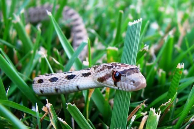 croppedsnake.jpg