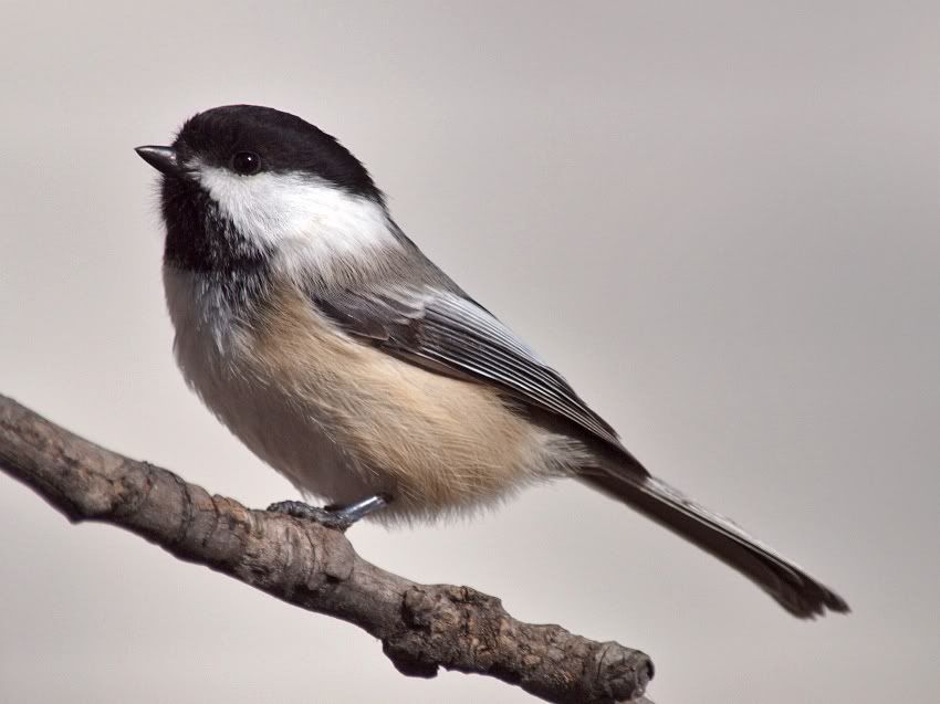 Chickadee16Oct2010.jpg