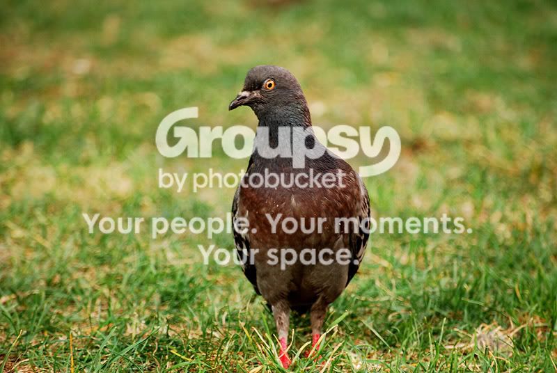 pigeon08252007.jpg