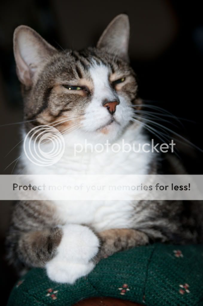 animals-0313.jpg