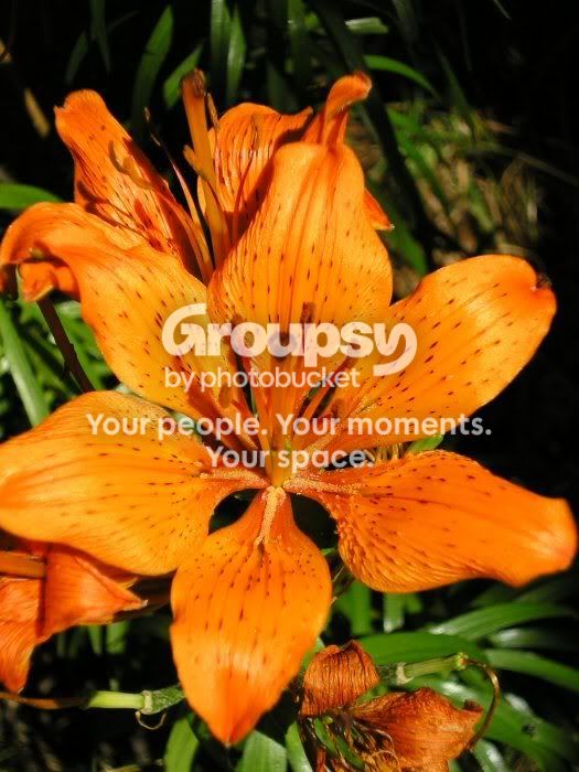 flower.jpg