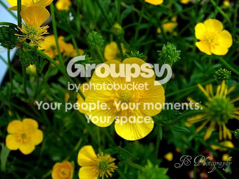 Yellowflower2.jpg