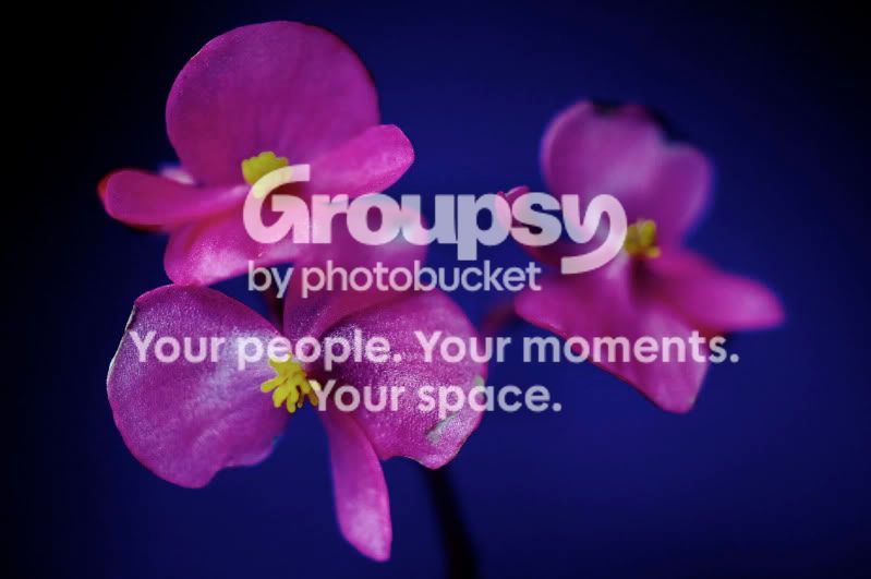 Flowerpink-blueback.jpg