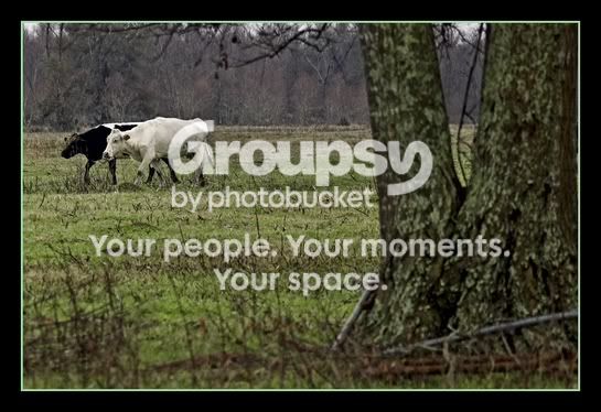 moooo.jpg