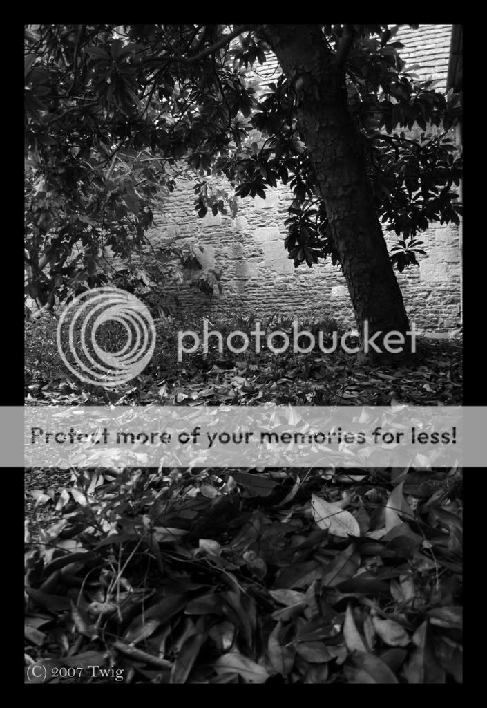 Sea_of_Leaves_by_BloodPromiser.jpg