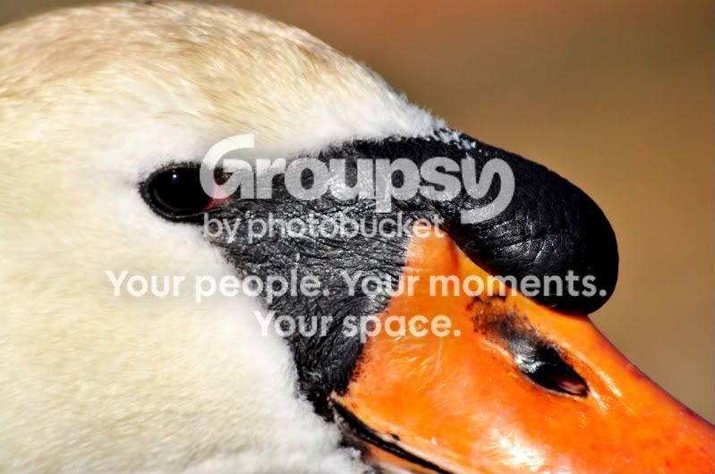 swan87.jpg