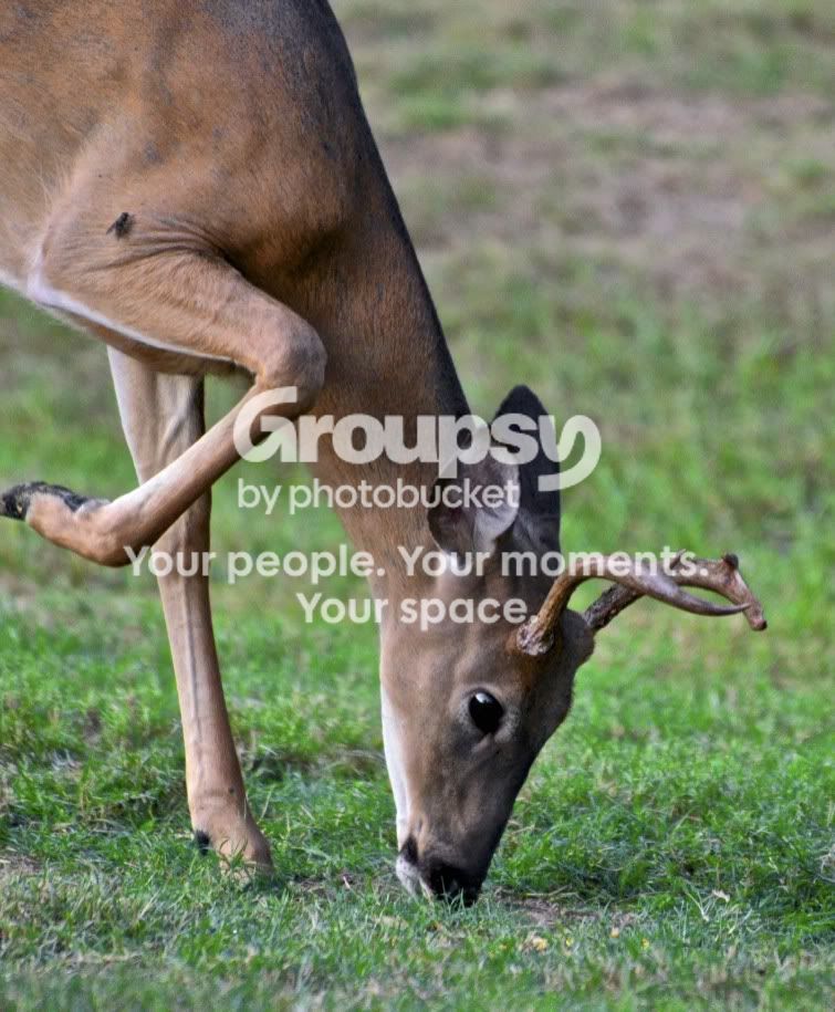 BuckwithHorseFly.jpg