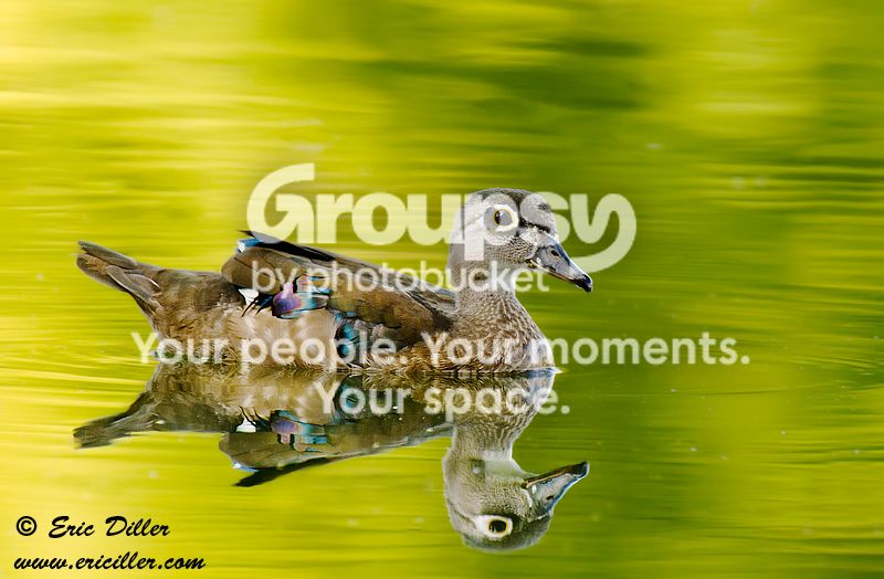 _ECD0969-copy800.jpg