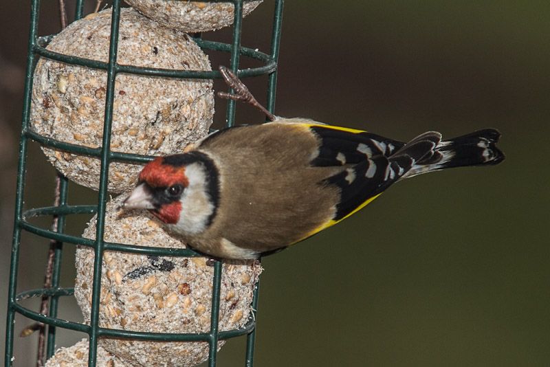 Birds-13-02-11.jpg