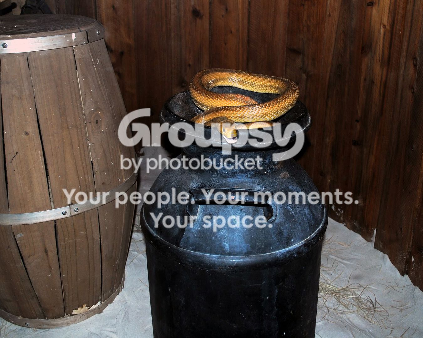 DSC_48420.jpg