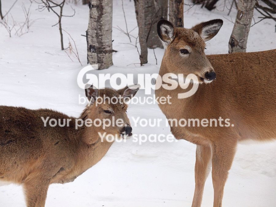 Deer_zps70204347.jpg