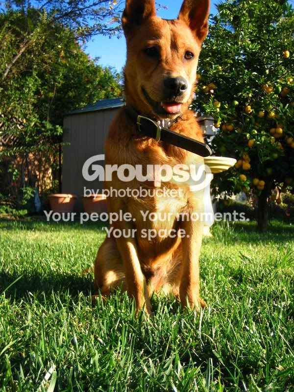 puppy055.jpg