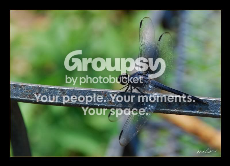 Dragon_Fly.jpg