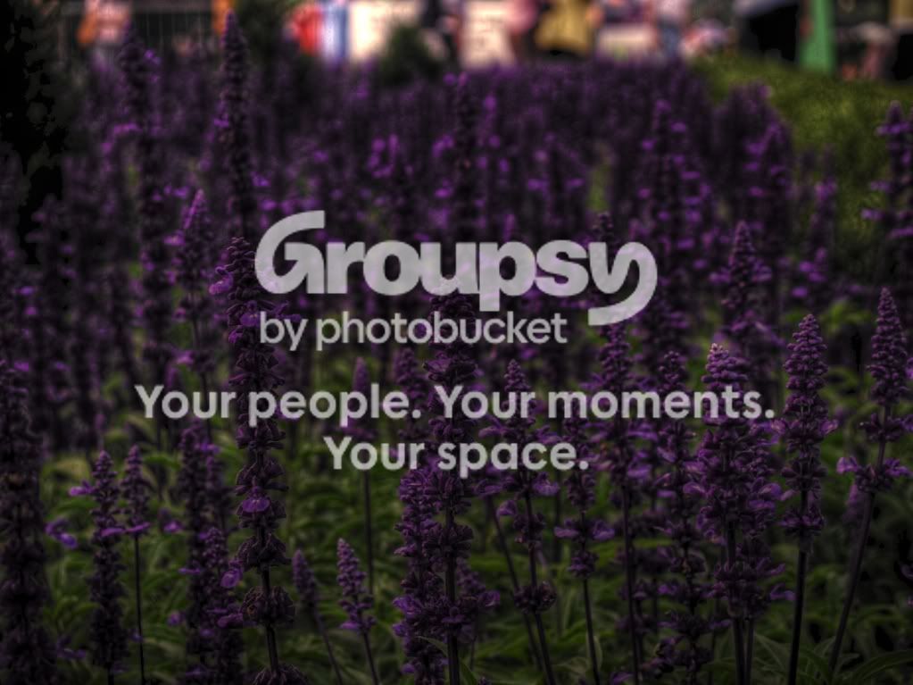 PurpleflowerHDR.jpg