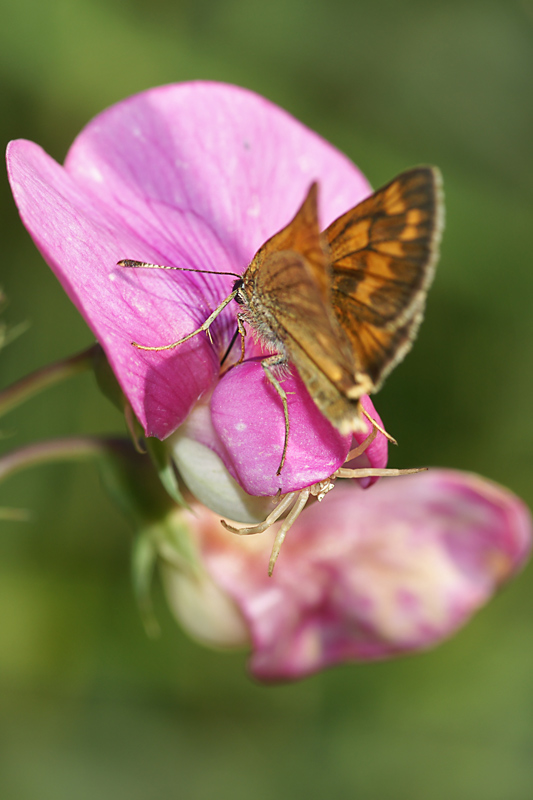 crab_spider_08.jpg