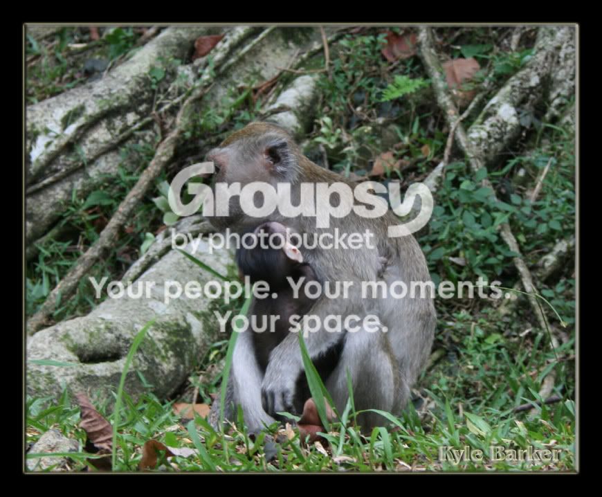 monkey9.jpg