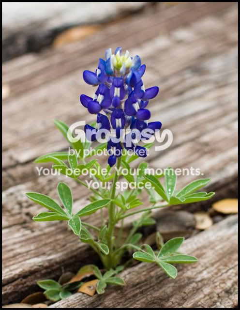 bluebonnet_2926.jpg