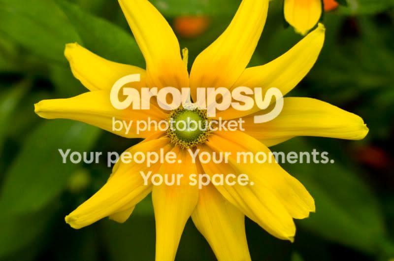 flower.jpg