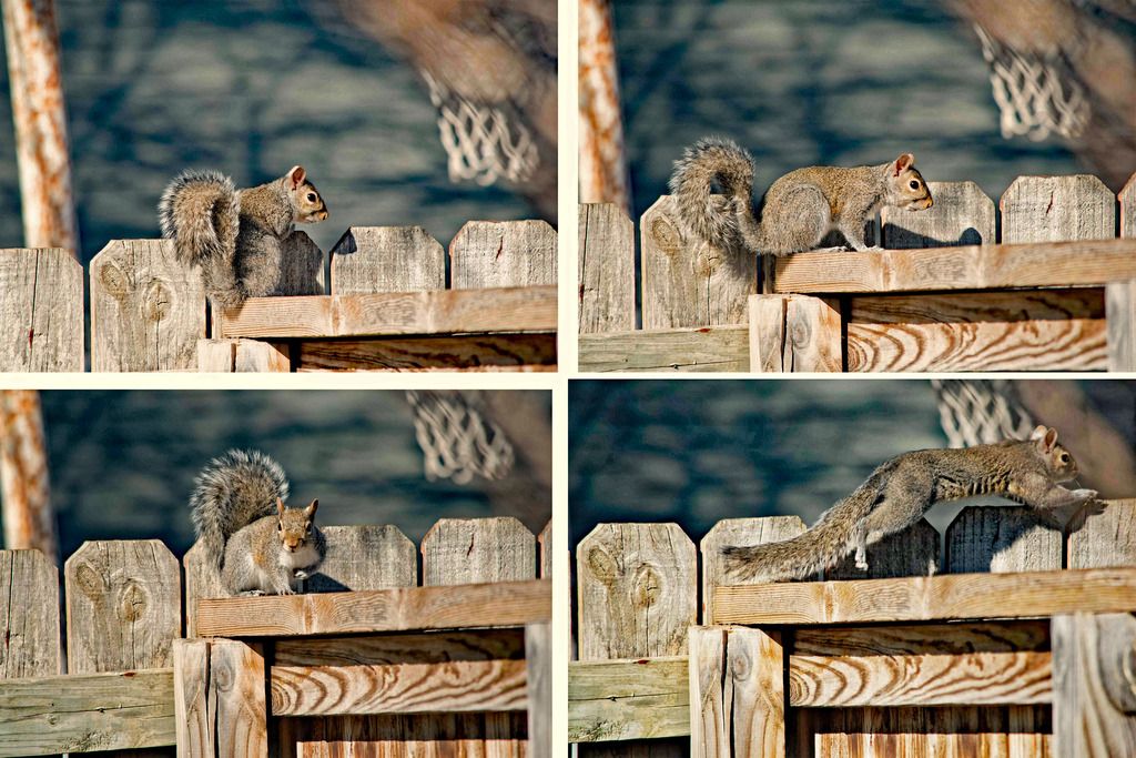 squirrel_DxO_zpsjo2euxrb.jpg