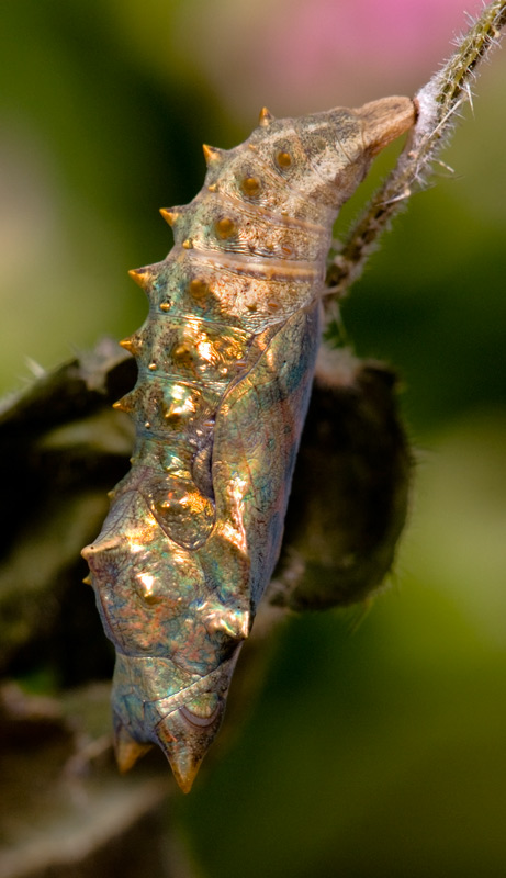 small_tortoiseshell_06.jpg