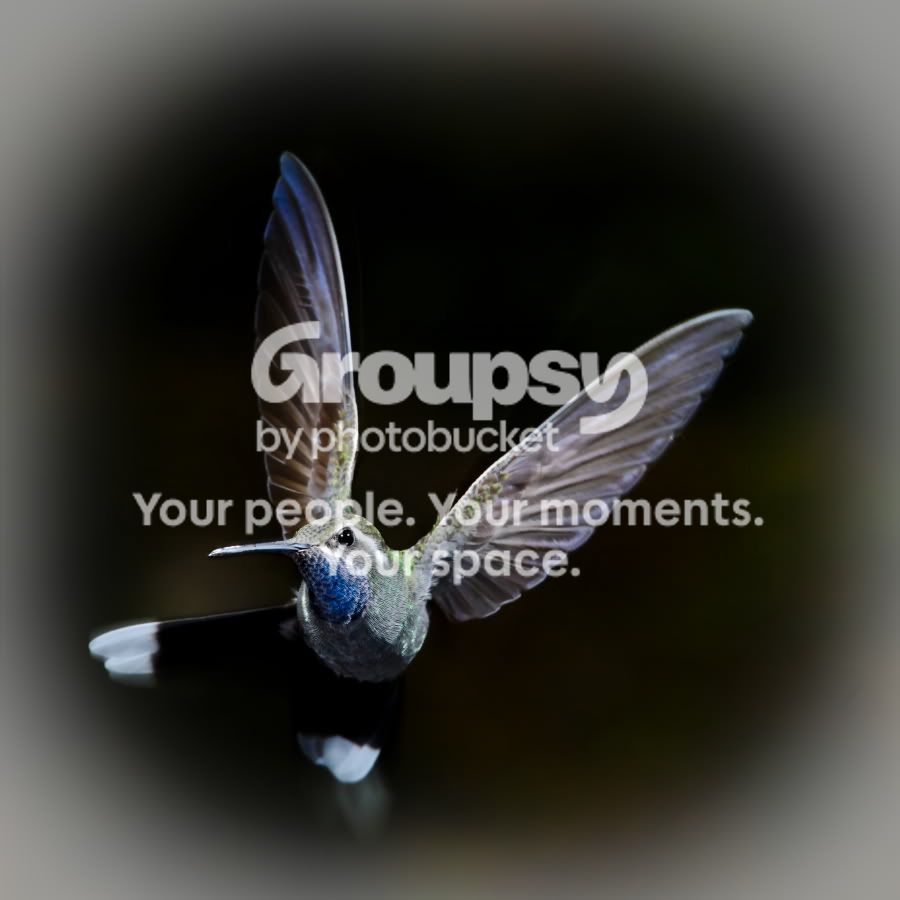 HUMMINGBIRD101.jpg
