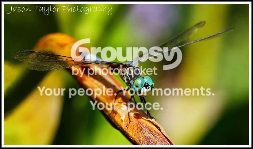 dragonfly9-10.jpg