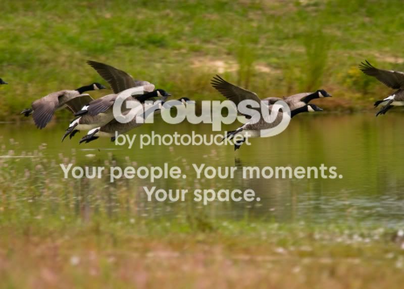 Geese-Landing-02.jpg