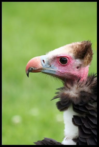 IMG_0104AfricanWhiteNeckedVulture.jpg