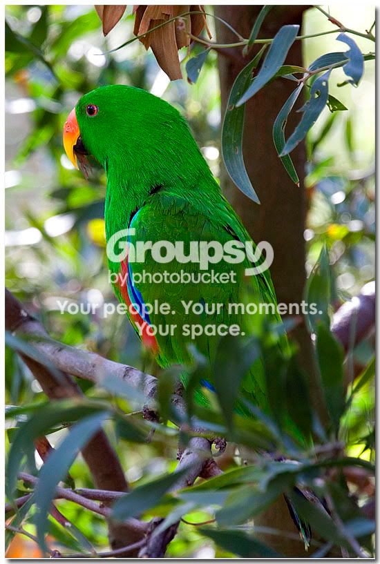 MelbrnParrot3.jpg
