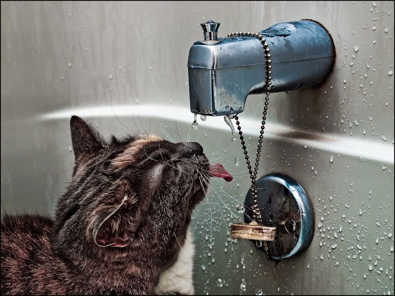 kittydrink.jpg