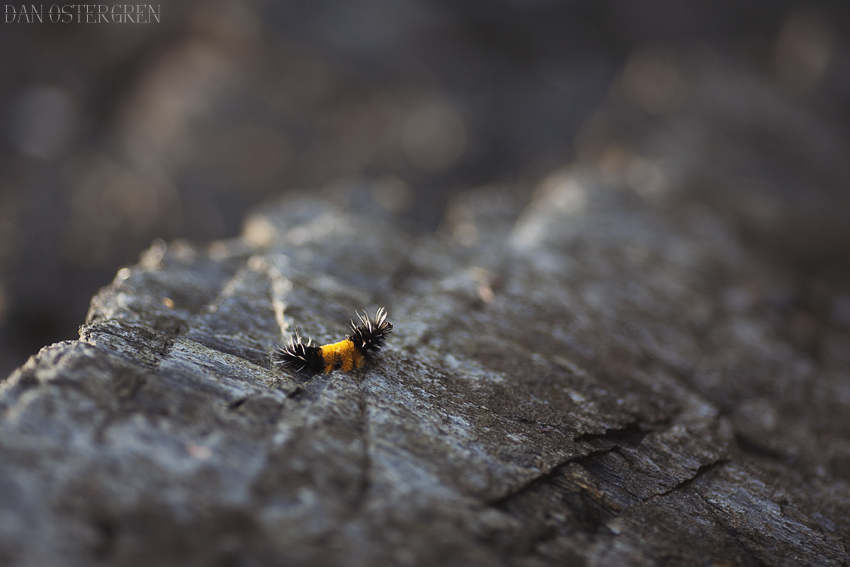mg_1548_by_danostergren-d6nfkto.jpg