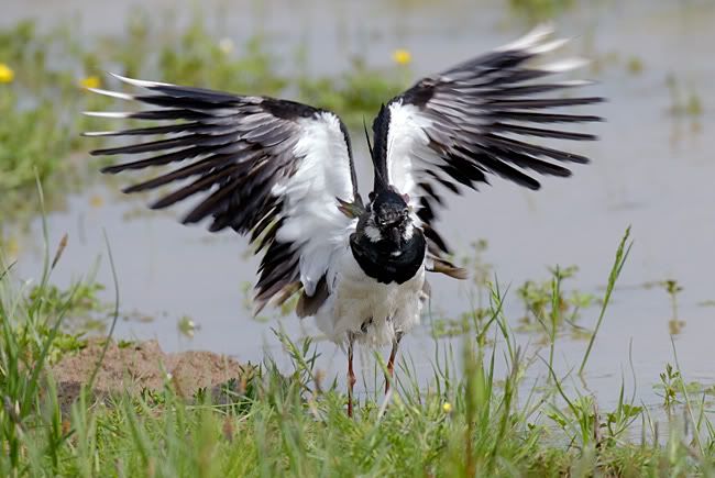 _D2N6517_lapwing.jpg