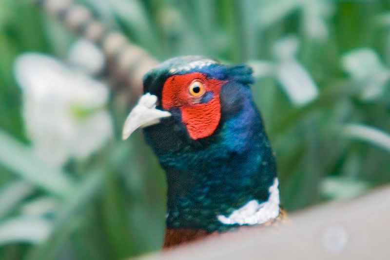 Pheas-peeping.jpg