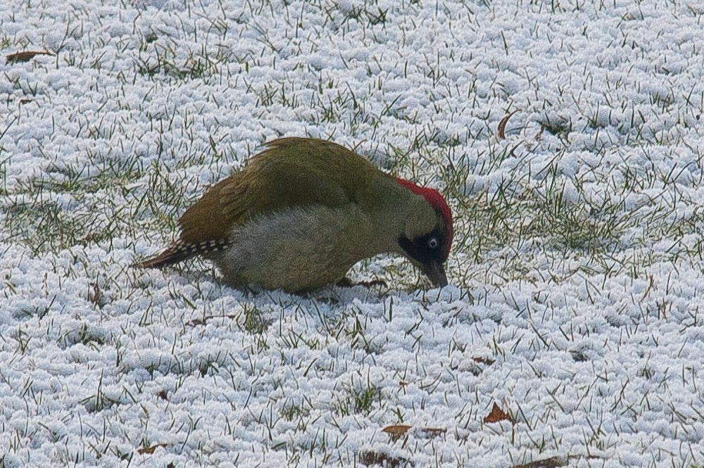 birdssnow-2.jpg