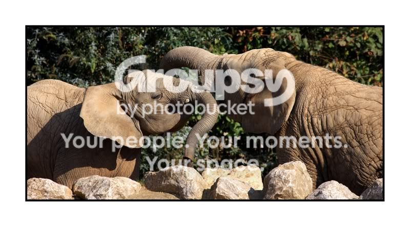 elephantsedit.jpg