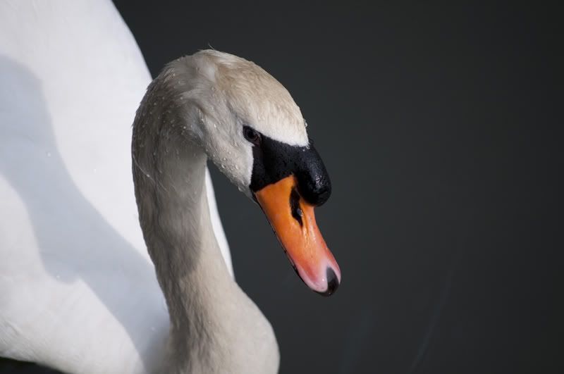 Swan800x600.jpg
