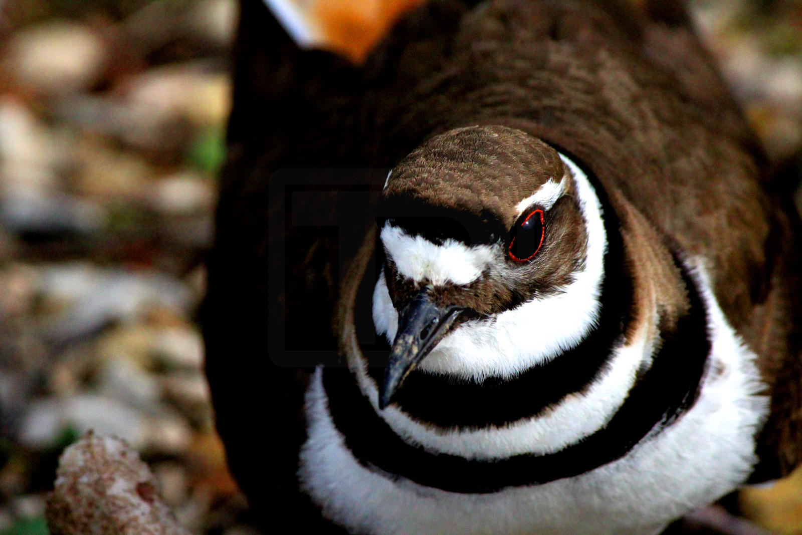 mama_bird_by_tjs_photographs-d9xa713.jpg