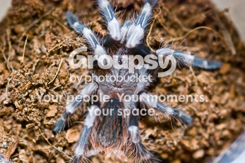 nchromatus.jpg