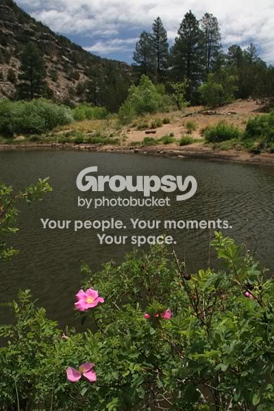 chevelonrose_4551share.jpg