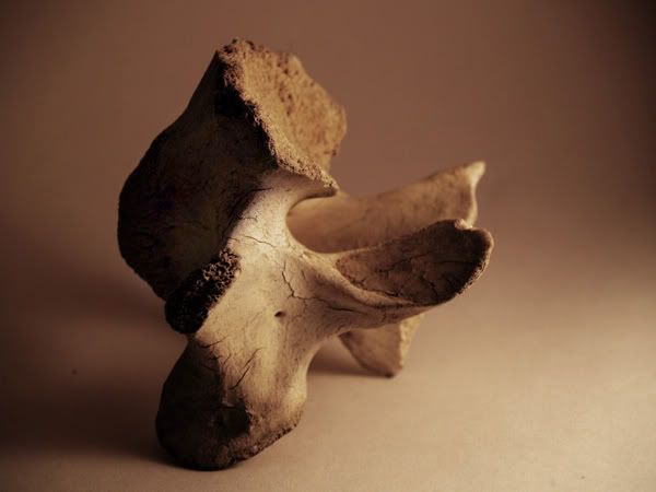 Vertebrae.jpg