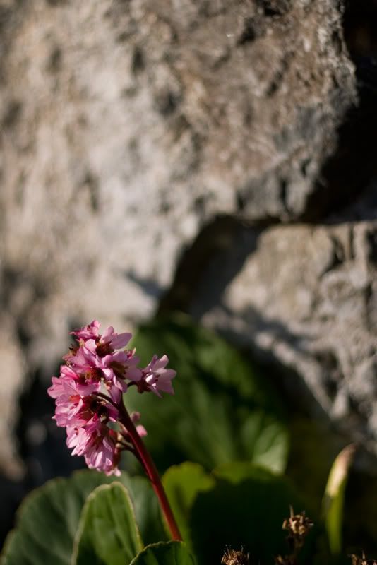stoneflower.jpg
