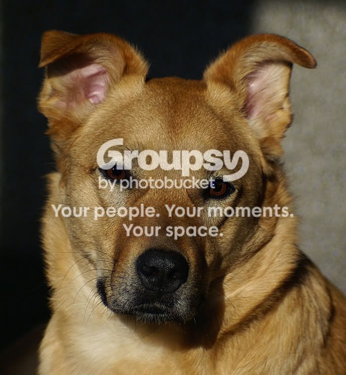 dog.jpg