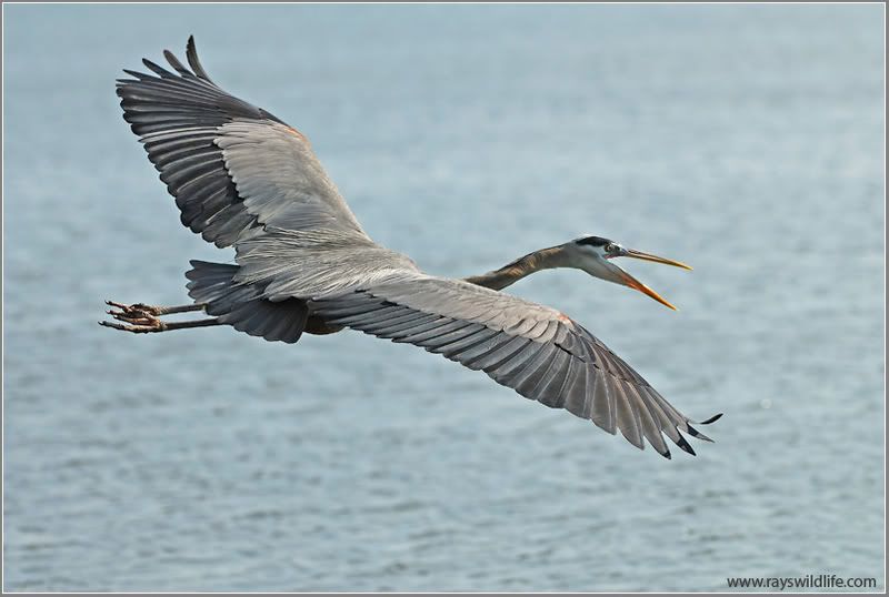 DSC_7472257w.jpg