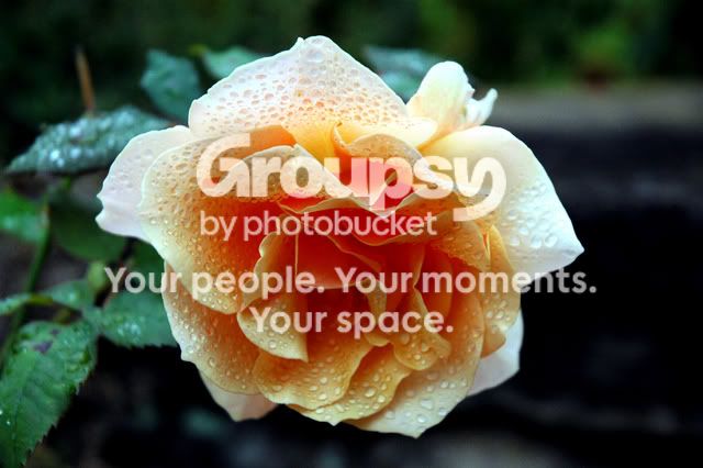 TFPpwnf00lzflower.jpg