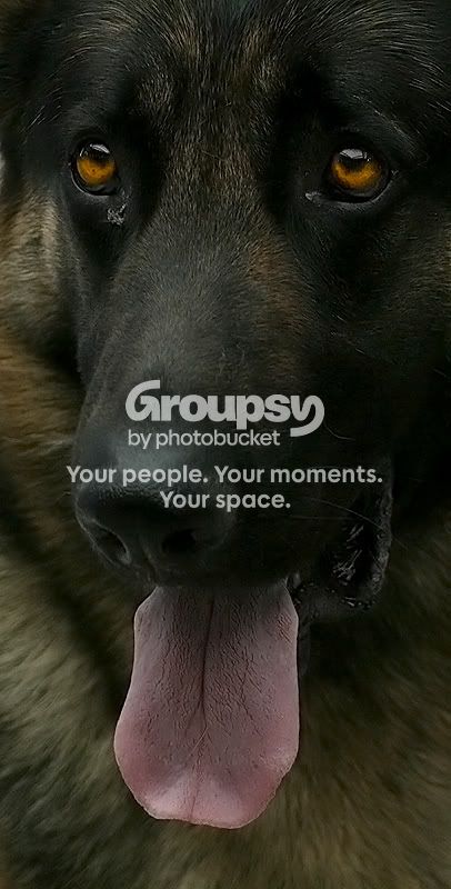 DogShow1120.jpg