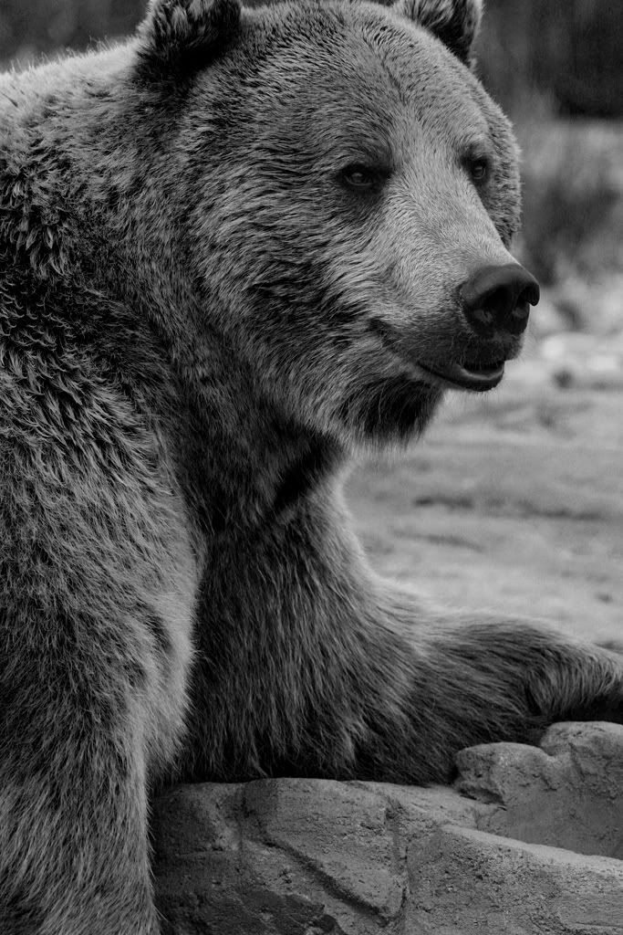 Bear-BW-Original-Size-72ppi.jpg