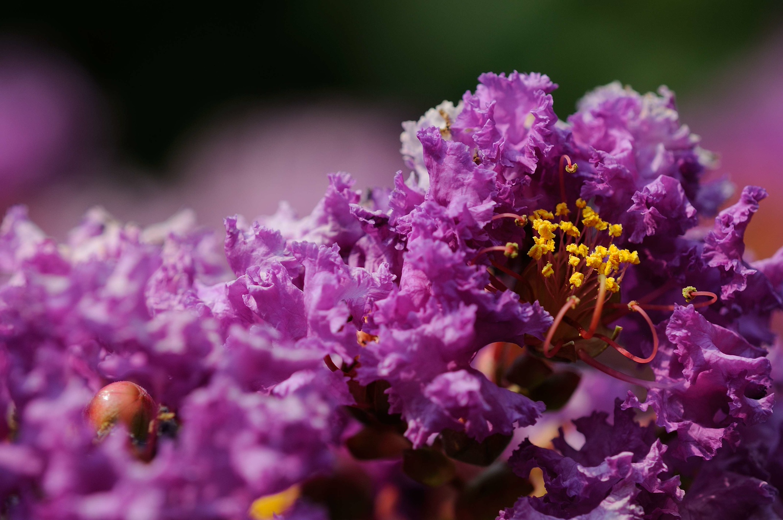 DSC_00074-X3.jpg
