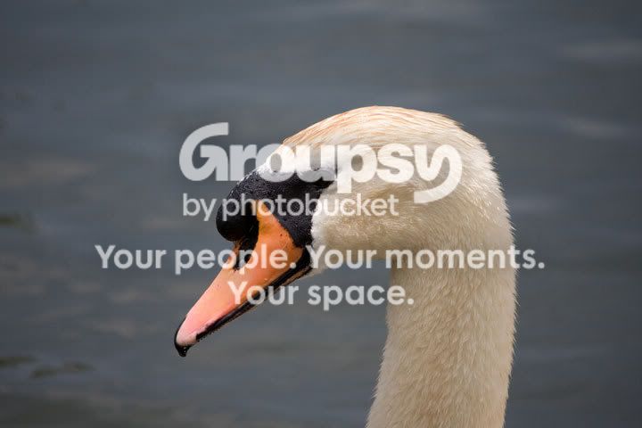 swan_orig.jpg