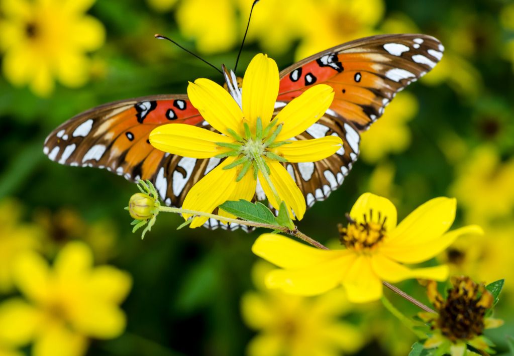 MonarchBehindYellowDaisy092712-1.jpg